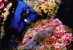 a diver entering a clourful "coral cathedral" off the coa... by Geoff Spiby 